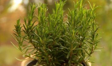 Розмарин перед Пасхой: одна трава, которая меняет работу мозга — и улучшает память за неделю