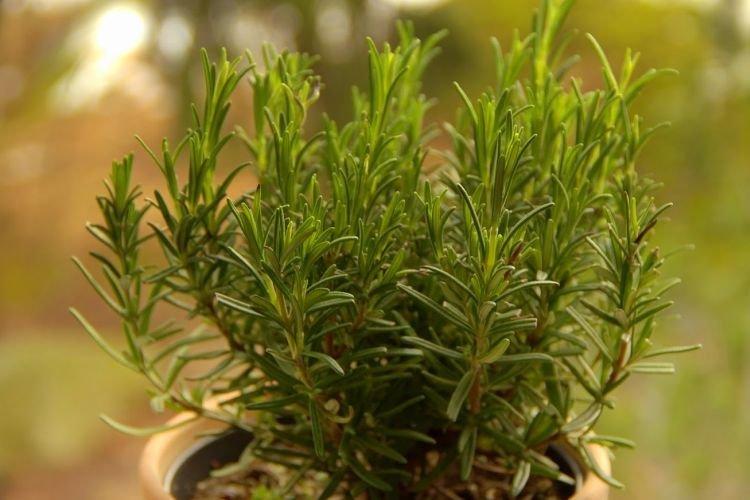 Розмарин перед Пасхой: одна трава, которая меняет работу мозга — и улучшает память за неделю