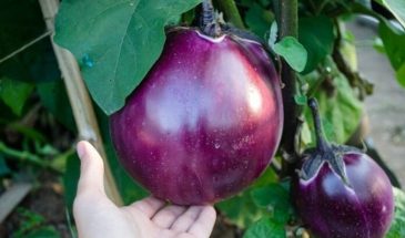 Баклажаны 2026: один сорт — и урожай удвоится, а вы даже не поймёте, как это вышло