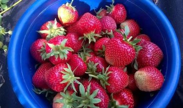 Клубника в апреле: один секрет, который заставит ягоды сыпаться вёдрами