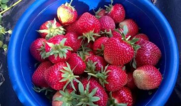 Одна подкормка, которая «тормозит» клубнику, — замените её и ягоды поспеют раньше