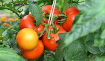 Как подвязать томаты, чтобы в теплице можно было ходить: один приём — и проход свободен