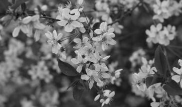 Светлая седмица: можно ли дома поминать усопших, пока церковь молится о Воскресении?