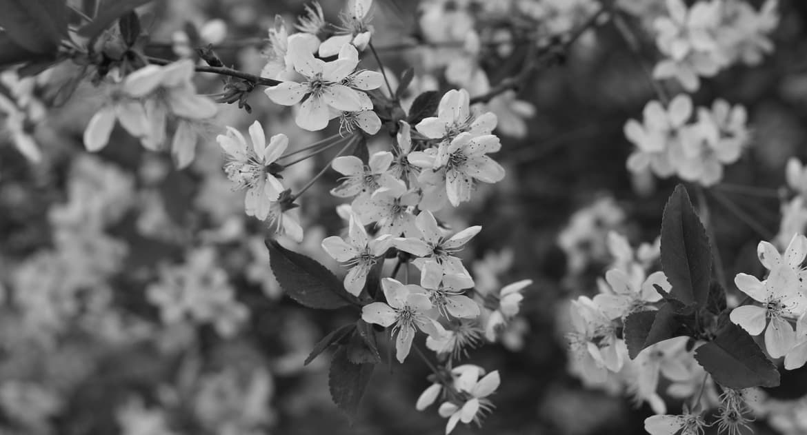 Светлая седмица: можно ли дома поминать усопших, пока церковь молится о Воскресении?