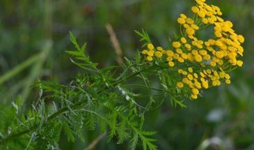 Сидераты в ледяную землю: один посев в апреле — и вы сэкономите спину и удобрения