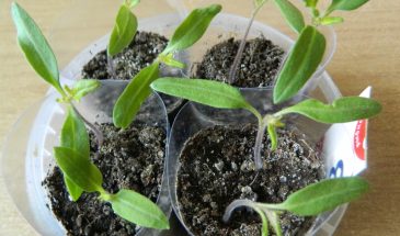 Пикировка томатов в конце апреля 2026: лучшие дни по лунному календарю