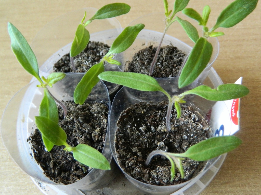 Томатам после пикировки — важнее нет: 1 г на 2 л воды и рассада встаёт скорее, сразу крепнет