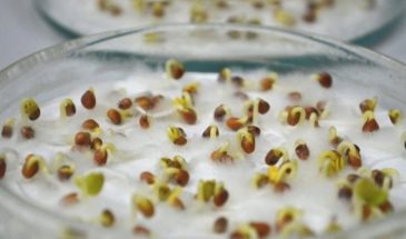 Можно ли замачивать семена в талой воде 26 апреля? Один ритуал мироносиц — и всходы взойдут в разы быстрее