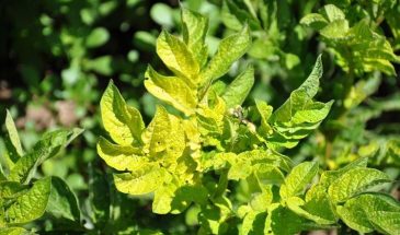 Желтеют листья у томатов: одна ошибка с поливом — и урожай погибнет за неделю