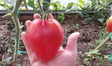 Из 500 сортов томатов выбрала один: «Орлиное сердце» — мясистые, сладкие, по 3 ведра с куста до заморозков