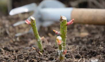 Начинаю открывать розы: вот и всё, что нужно знать о весеннем уходе