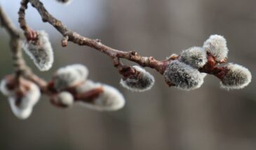 Вербное воскресенье 2026: что нельзя делать 5 апреля и почему вербу освящают в храме