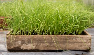 Когда сажать лук-порей на рассаду в мае — и почему «Голиаф», «Веста» и «Коламбус» дают урожай даже в холодное лето