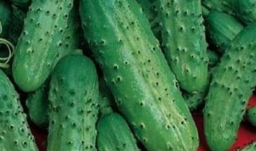 Пасадена и два соратника: секрет дачников — огурцы, плодоносящие до заморозков