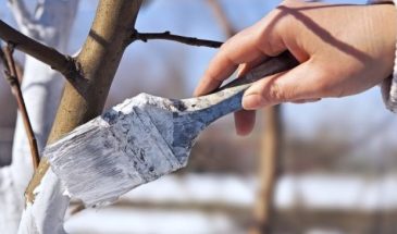 Сад в апреле: 7 работ, которые нельзя откладывать — иначе урожай будет под угрозой