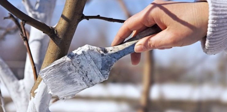 Сад в апреле: 7 работ, которые нельзя откладывать — иначе урожай будет под угрозой