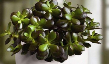 1 ложка в горшок — и толстянка нальётся соком: листья мясистые, стебель — как канат