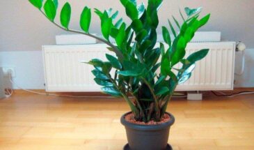 Можно ли пересаживать замиокулькас на Пасху: одна хитрость, которая спасёт растение от гибели