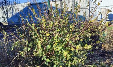 Какие плодовые кустарники спасут южный сад, а какие — пустая трата места