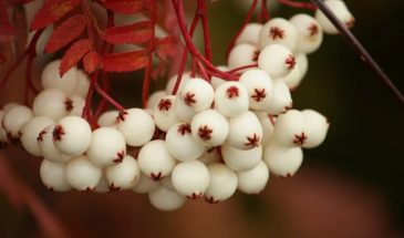 Рябина Кёне с белыми ягодами: одно дерево, которое превратит сад в фарфоровую сказку