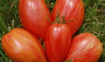 Три сорта томатов, которые вне конкуренции: урожай, вкус и красота без лишних хлопот