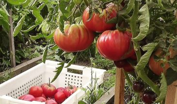 «Мажор», «Вельможа», «Сахарный гигант»: 5 сортов томатов с арбузной мякотью, которые слаще любых фруктов — но в магазин их не возьмут