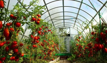 Вы сажаете помидоры неправильно: 3 фатальные ошибки, из‑за которых вы теряете половину урожая!