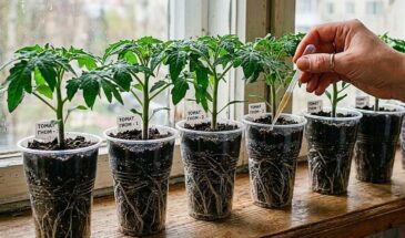 Рассада томатов и перца: 3 секрета, которые делают растения коренастыми и сильными