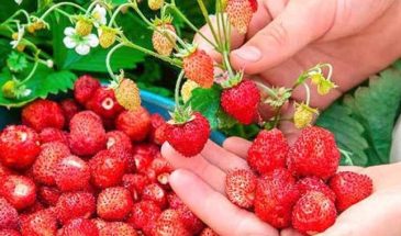 «Искушение», «Тоскана», «Медовое лето»: 5 сортов ампельной земляники, которые плодоносят на усах — урожай без грядок