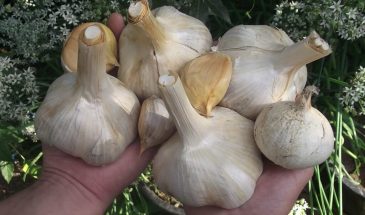 Крупный чеснок: ошибка при посадке, которая лишает половины урожая