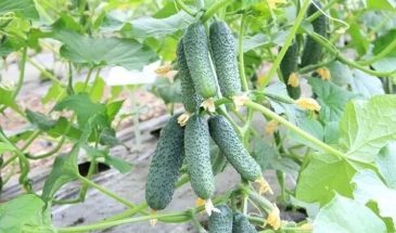 Огурцы «Марьина роща»: один куст даёт 12 кг — но есть условие, без которого урожай исчезнет