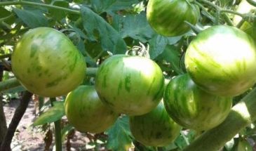 Томат «Амурский тигр»: пёстрый сорт с отличным вкусом — важный нюанс для урожая