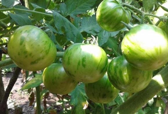 Томат «Амурский тигр»: пёстрый сорт с отличным вкусом — важный нюанс для урожая