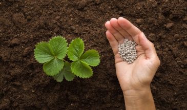 «Клубника обожает это меню»: подкормки, после которых ягоды растут как на дрожжах