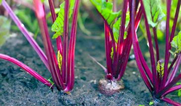 «Свекла как мёд»: 3 подкормки, которые удвоят урожай без химии