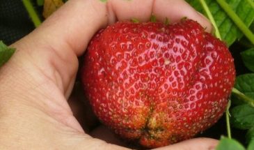 Клубника «Гигантелла»: сорт с ягодами до 120 г — важный нюанс для урожая