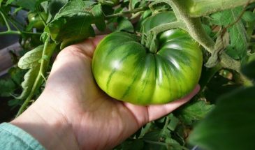 Томат «Арбузный»: сладкий и экзотический — но почему его нельзя консервировать?