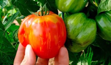 Коллекционные томаты: уникальные сорта, которые покорят огород в новом сезоне