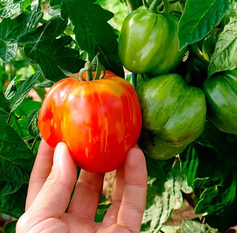 Коллекционные томаты: уникальные сорта, которые покорят огород в новом сезоне