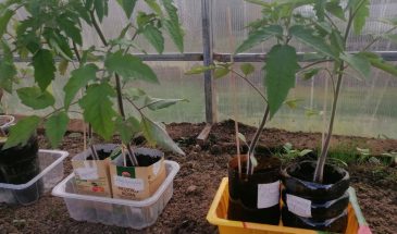 Томаты в холодной земле: один риск — и урожай на 2 недели раньше, но есть условие