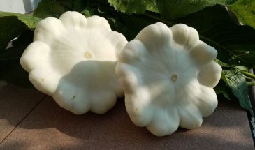 Патиссоны на подоконнике: миф или реальность? Один нюанс, который позволит собрать урожай дома