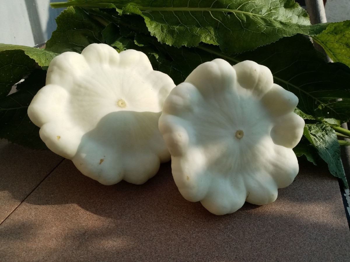 Патиссоны на подоконнике: миф или реальность? Один нюанс, который позволит собрать урожай дома