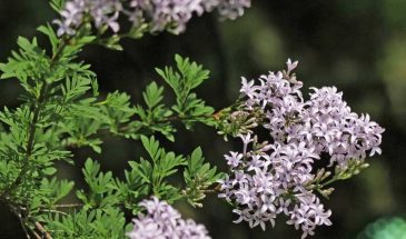 Сирень Афганская: куст с листьями-перьями, который спутать с обычной сиренью невозможно