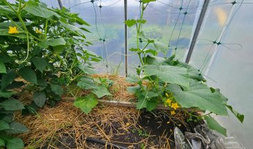 Добавить 3 ложки при поливе огурцов: напрочь забудете про жёлтые и сохнущие листья