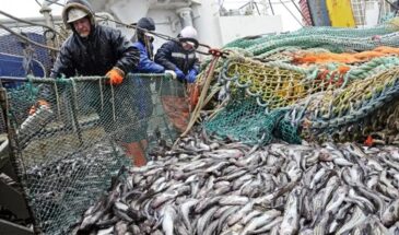 Золотая рыбка для чужих карманов: поручение Путина о доступной рыбе превратилось в схему вывоза национального богатства