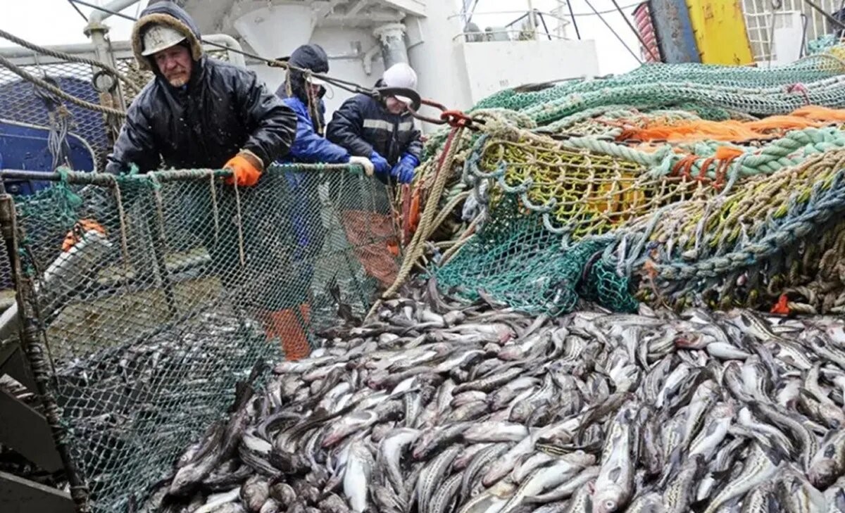 Золотая рыбка для чужих карманов: поручение Путина о доступной рыбе превратилось в схему вывоза национального богатства