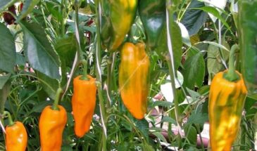 Стабильный урожай перца в открытом грунте: 7 сортов, которые не подведут
