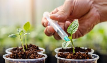 Одно опрыскивание за 5 минут — и рассада крепнет на глазах: секрет, о котором молчат опытные дачники