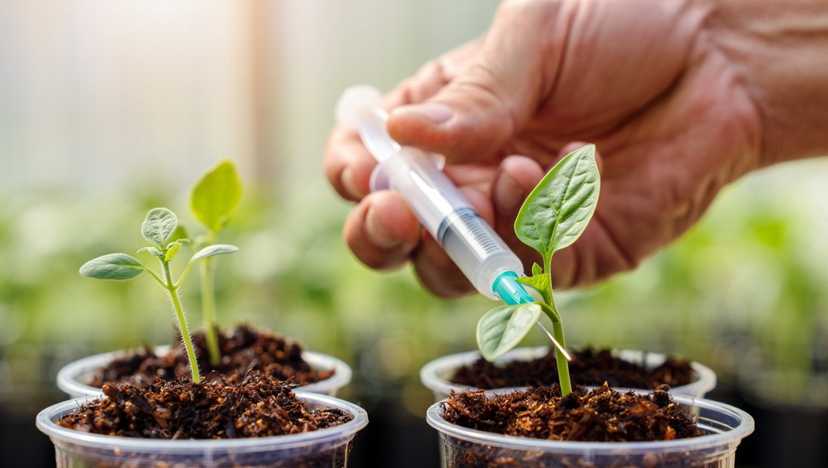 Копеечное средство из аптеки, которое заставит огород ломиться от урожая — 50 г на ведро, и растения попрут как на дрожжах