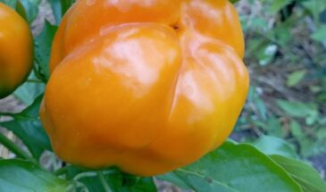 Перец «Золотое Калифорнийское чудо»: почему этот сорт даёт рекордный урожай даже в прохладное лето